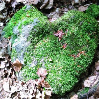 Herz in der Natur