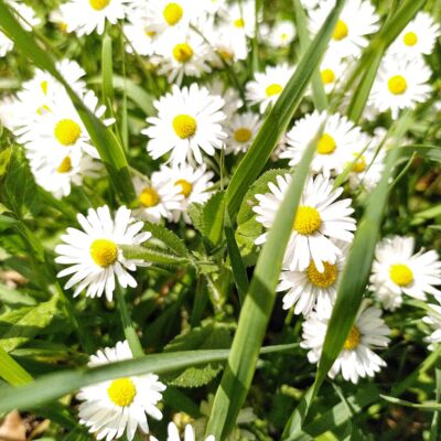 Gänseblümchen