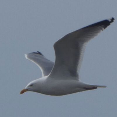 Möwe